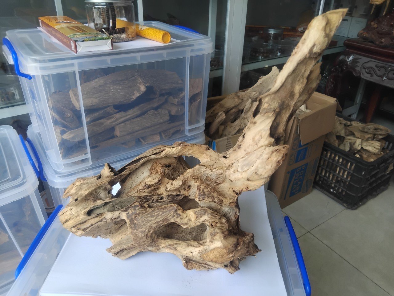 Trầm cảnh sùng đục