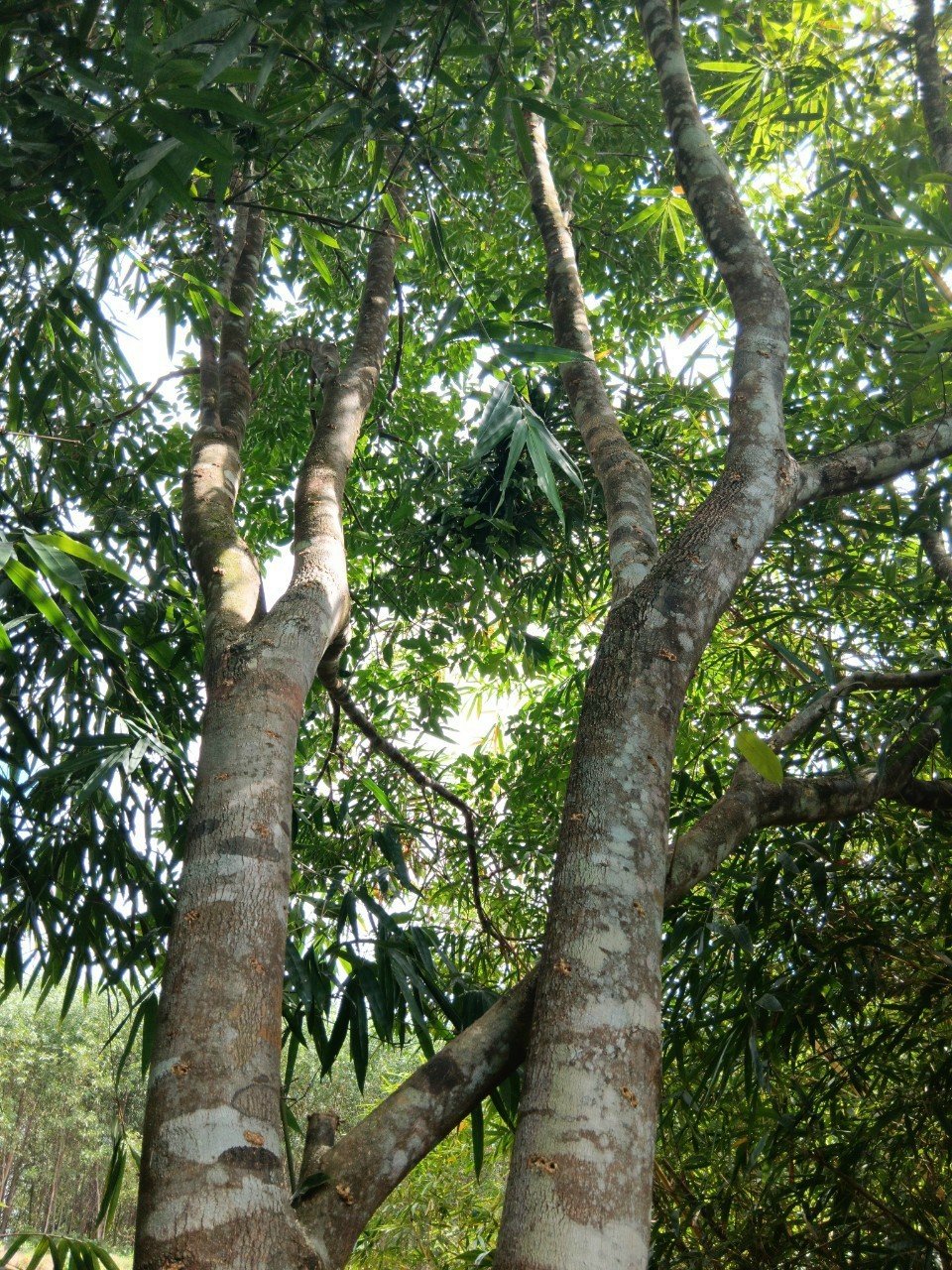 Nghề làm hương trầm – lưu giữ “hơi thở” văn hóa truyền thống